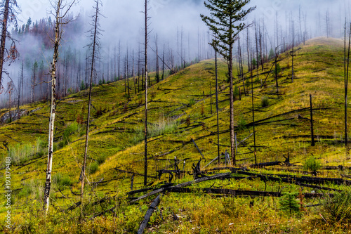 Poster Prescribed burn area, Bow Valley Parkway, Banff National Park, Alberta, Canada
