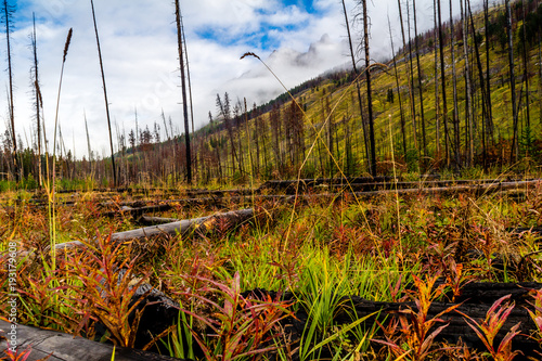 Poster Prescribed burn area, Bow Valley Parkway, Banff National Park, Alberta, Canada