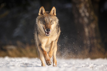 Wolf im Schnee