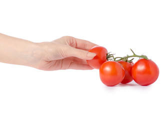 Wall Mural - Branch with tomatoes in hands