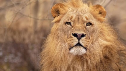 southwest african lion yawning