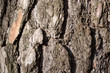 Rough surface of the chir pine bark