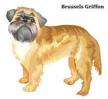 Colored Decorative Standing Portrait Of Brussels Griffon Vector Illustration