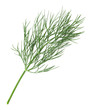 © Maks Narodenko - dill isolated on white
