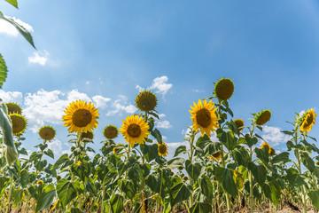 Wall Mural - Field with sunflowers