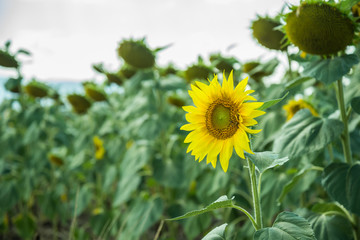 Wall Mural - Field with sunflowers