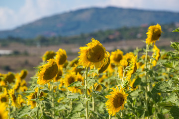 Wall Mural - Field with sunflowers