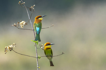 Beautiful bird  Chestnut-headed Bee-eater