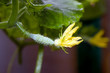 Flowering cucumbers in the greenhouse