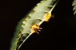 Septoria leaf spot of trees