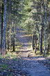 Path in the Pine Forest