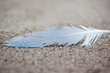Single white sea gull feather washed up on the beach. Ragged and battered.