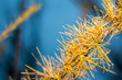 Close up view of pine tree branch. Pine tree branch with needles, sticks and cones