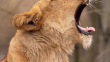 Southwest African Lion Yawning