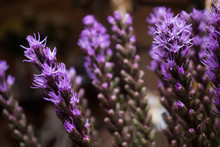 Close-up With Selective Focus Of Violet Liatris Spicata (the Dense Blazing Star Or Prairie Gay Feather)