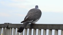 Close Up Of A Pigeon Walking Along A Metal Railing