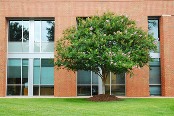 Wall Mural - industrial building exterior and green tree in spring