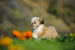 Shih Tzu puppy dog running through field with orange spring flowers