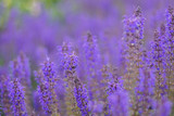 Fototapeta Lawenda - Purple Flowers 2