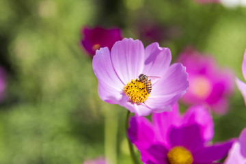 Beautiful cosmos flower over blurred green garden background, bee with colorful flower, nature concept background, outdoor day light