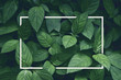 Leinwandbild Motiv creative layout, green leaves with white square frame, flat lay, for advertising card or invitation