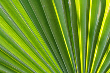 Fanned Out Palm Leaf