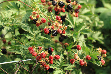 Wall Mural - blackberry plant with fruits