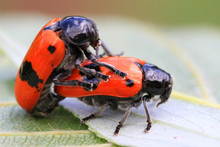 Two Orange Beetles Are Having Sex
