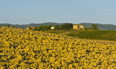 Canvas Print - Rural landscape with vineyard