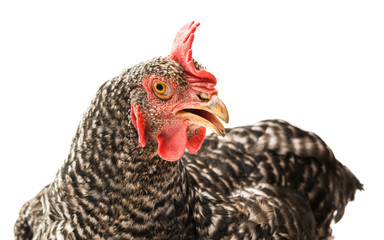 Sticker - chicken isolated