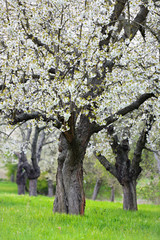 Wall Mural - Streuobstwiese im Frühjahr, Blühende alte Kirschbäume