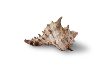 Seashell isolated on a white background.