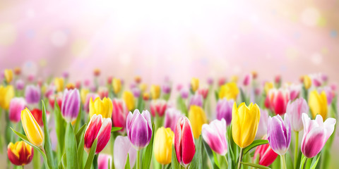 Wall Mural - Tulip flowers meadow, spring background