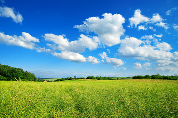 Wall Mural - Landschaft im Frühling, Feld mit Raps, blauer Himmel, Cumuluswolken, frisches Grün