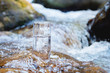 © yanik88 - A glass glass with pure mountain drinking water stands on a rock in the course of a mountain river against the backdrop of seething cascades and waterfalls of a mountain river. The concept of pure