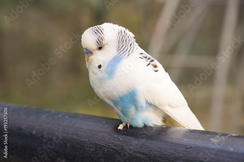 blue white parakeet