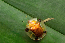 Tortoise-shell Beetle, Aarey Milk Colony , INDIA