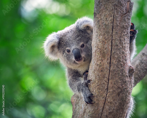 Naklejki koala  mis-koala-w-zoo