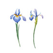 Watercolor iris vector set