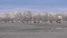 Large Herd Of White-tailed Deer And Flock Of Turkeys In Wyoming Great Plains