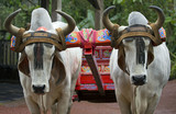 Fototapeta Nowy York - Traditional coffee cart pulled by two cows, Costa Rica