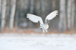 White snow owl fly. Beautiful fly of snowy owl. Snowy owl, Nyctea scandiaca, rare bird flying on the sky. Winter action scene with open wings, Finland. White owl in fly, landing. Larch winter forest.