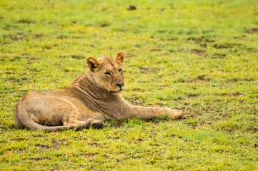 Poster - Lion lying in the grass gaggling mouth wide open in the savannah of Amboseli Park in Kenya