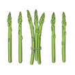 vector color green asparagus vegetable o white illustration sketch