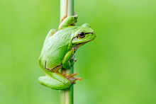 European Tree Frog, Hyla Arborea, Sitting On Grass Straw With Clear Green Background. Nice Green Amphibian In Nature Habitat. Wild Frog On Meadow Near The River, Habitat.