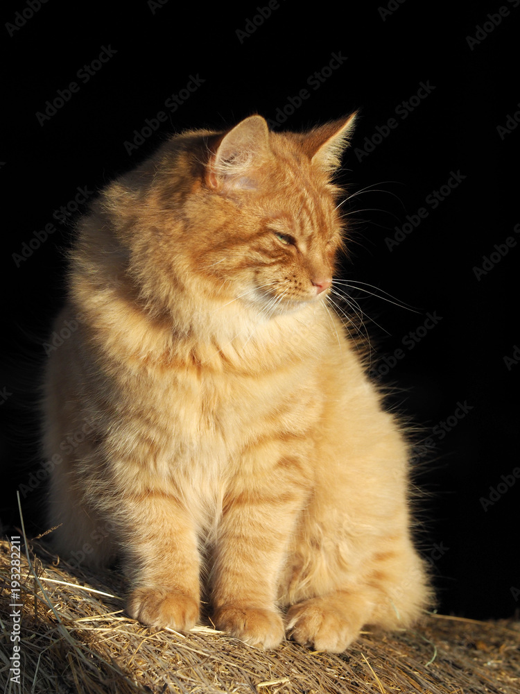 Photo Art Print Ginger Tom Cat Europosters