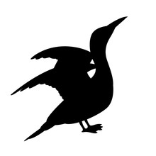 Cormorant White Vector Illustration  Black Silhouette Profile