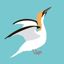 Cormorant White Vector Illustration Flat Style    Profile