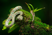 Eyelash Palm Pitviper, Bothriechis Schlegeli, On The Green Moss Branch. Venomous Snake In The Nature Habitat. Poisonous Animal From South America.  Dangerous Snake In The Nature Habitat.