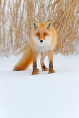 Wall Mural - red fox in white snow. cold winter with orange fur fox. hunting animal in the snowy meadow, japan. b